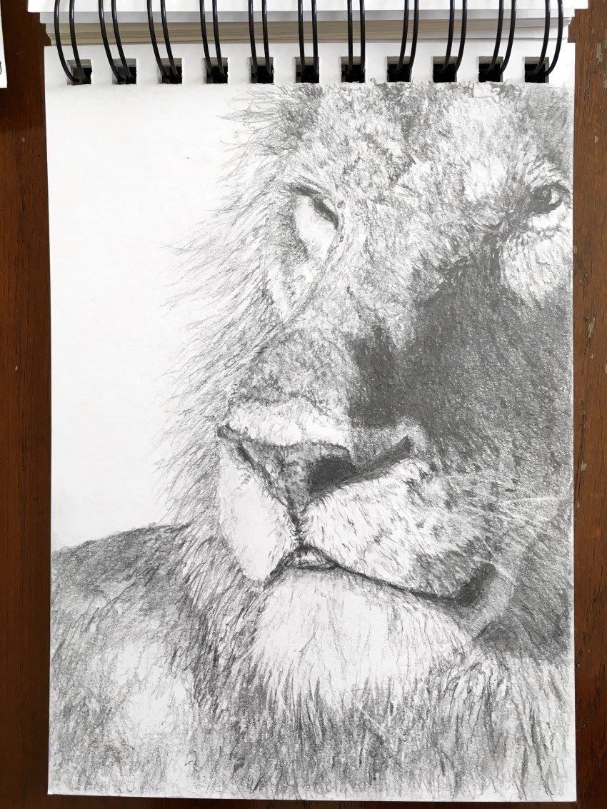 סקיצה בעיפרון של ראש של אריה