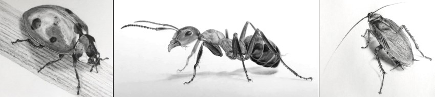 רישום ריאליסטי בעיפרון של חרקים