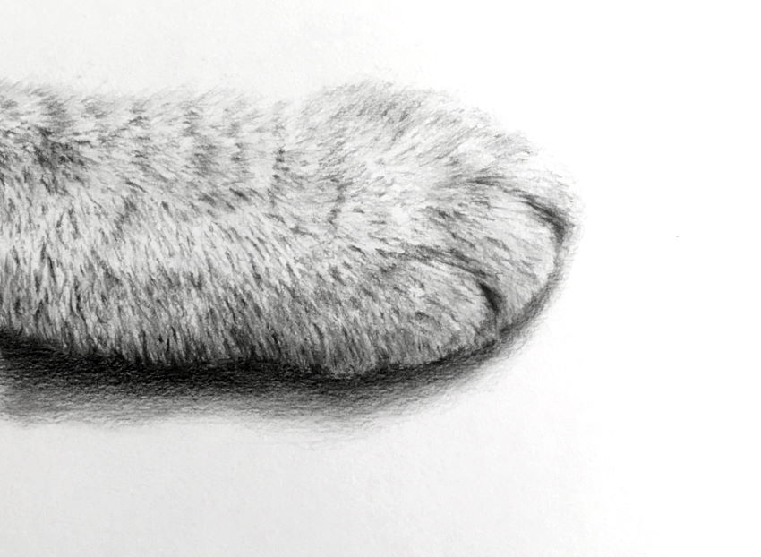 רישום ריאליסטי בעיפרון של כף חתול