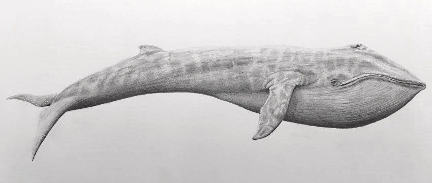 רישום ריאליסטי בעיפרון לווייתן כחול