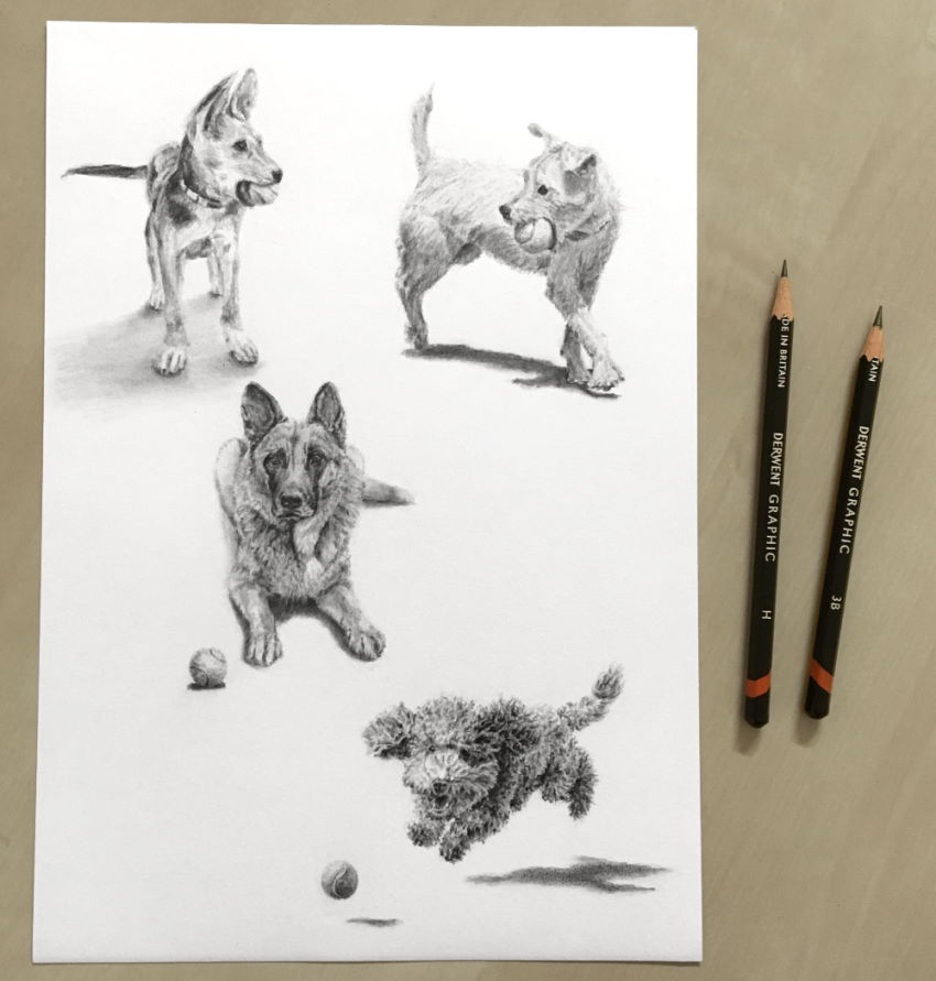 רישום בעיפרון של כלבים עם כדורי טניס