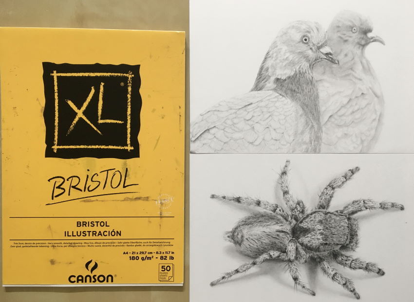 נייר Canson XL Bristol, ושני רישומים בעיפרון