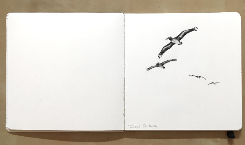 ספר סקיצות עם רישום בעיפרון של ציפורים עפות